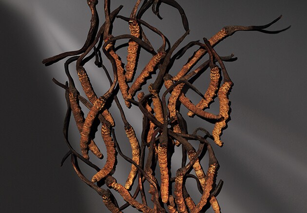 Cordyceps